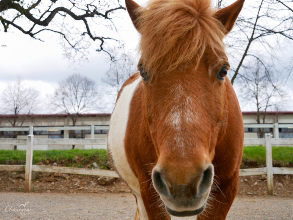 Pony della tenuta di Lipica